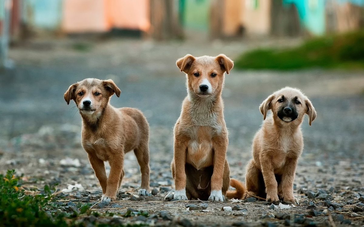 kimplante indbildskhed Kirkegård Hunde & Hundehvalpe til salg: Køb & sælg hunde | Gratis annoncer